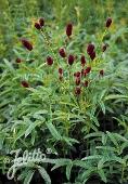 Sanguisorba officinalis 'Great Burnet'